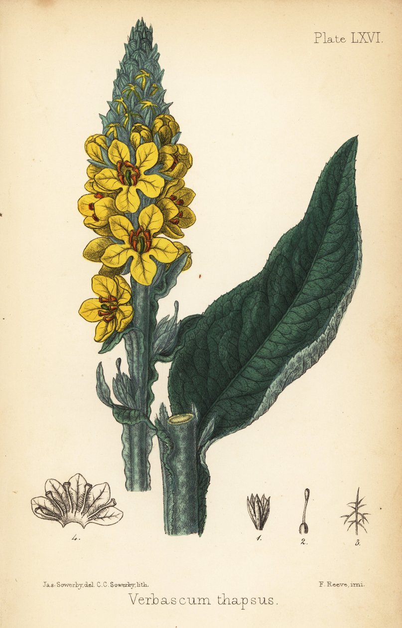 Upea mullein, Verbasum thapsus. Charlotte Caroline Sowerbyn käsinvärinen litografia James Sowerbyn kuvituksen jälkeen Edward Hamiltonin Flora Homeopathicasta, Bailliere, Lontoo tekijältä James Sowerby