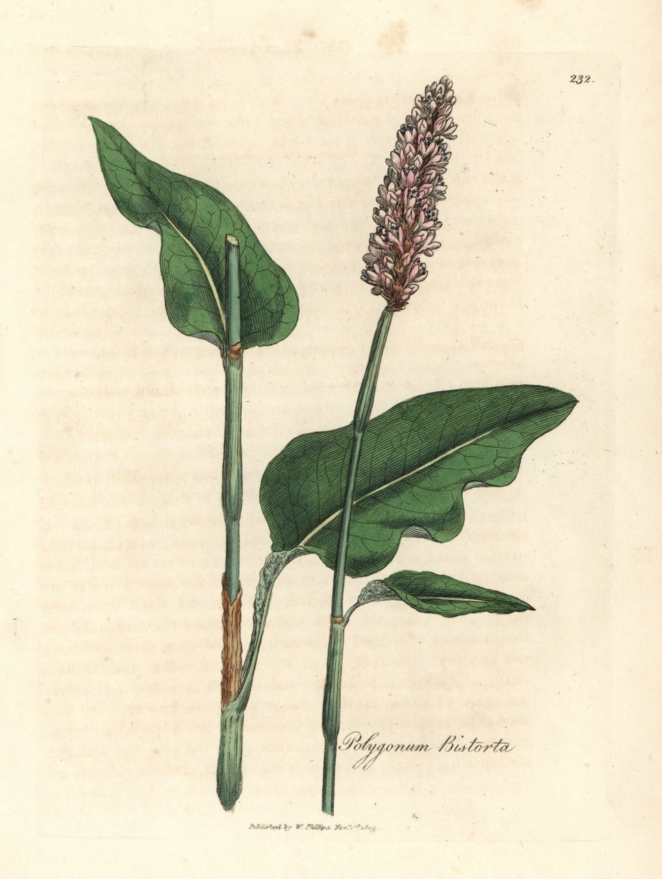 Suurpistorta, Polygonum bistorta tekijältä James Sowerby