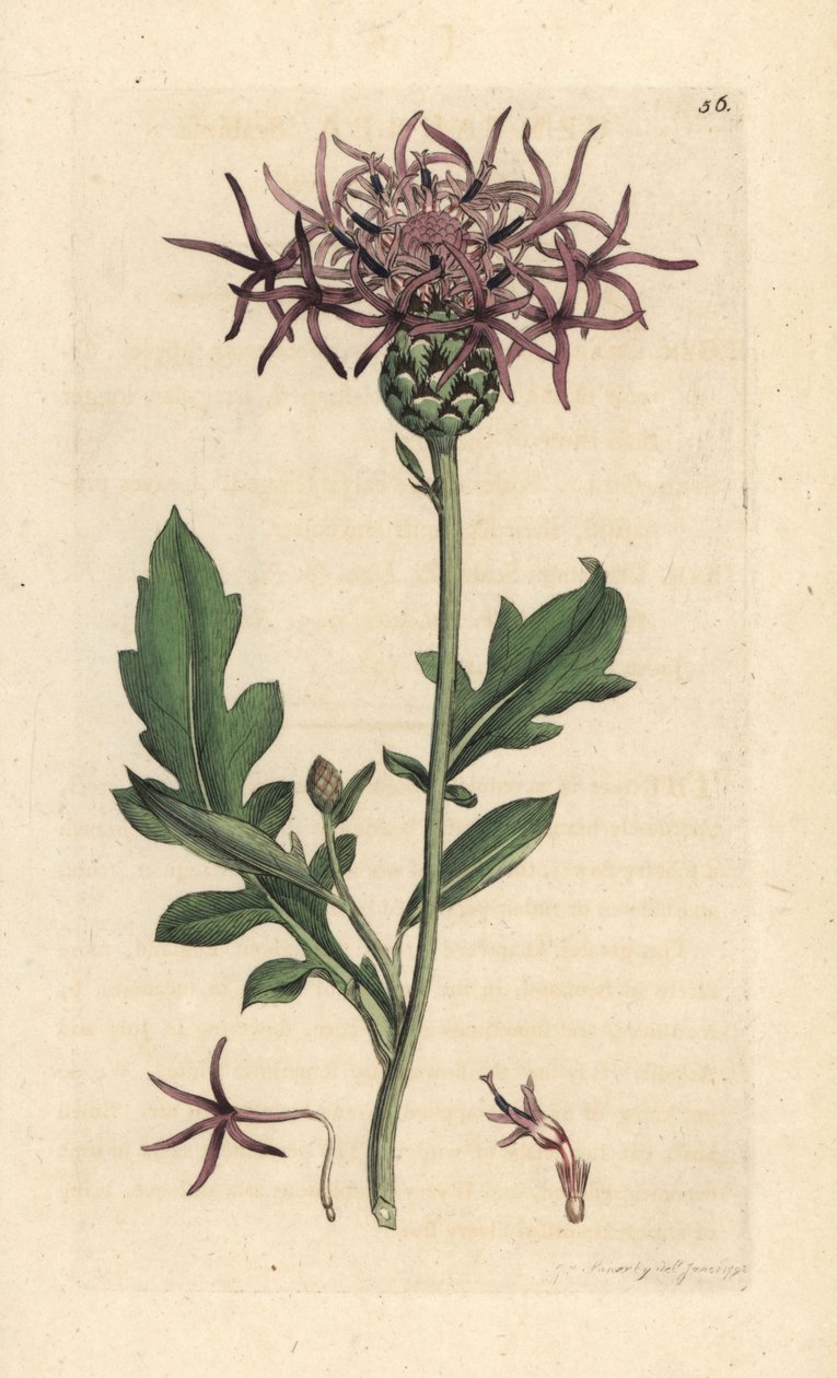 Suurruoho, Centaurea scabiosa (Centauree scabieuse) Käsinvärinen kuparikaiverrus James Sowerbyn piirustuksen jälkeen James Smithin Englannin kasvitieteestä Lontoossa tekijältä James Sowerby
