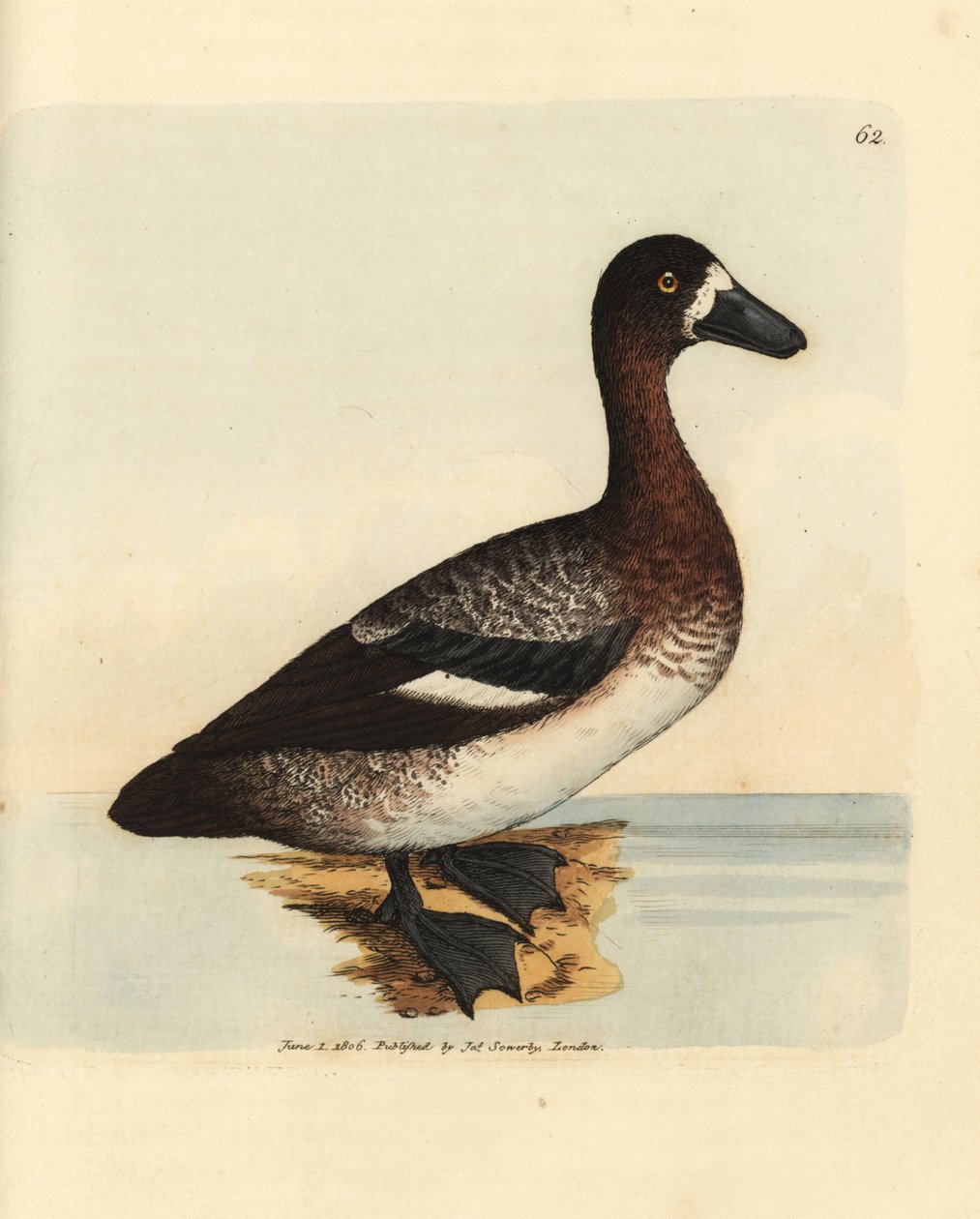 Isosorkka, Aythya marila, naaras (White-faced ankka, Anas fraenata). James Sowerbyn käsinvärinen kuparikaiverrus The British Miscellanysta tai värillisiä hahmoja uusista, harvinaisista tai vähän tunnetuista eläimistä. tekijältä James Sowerby