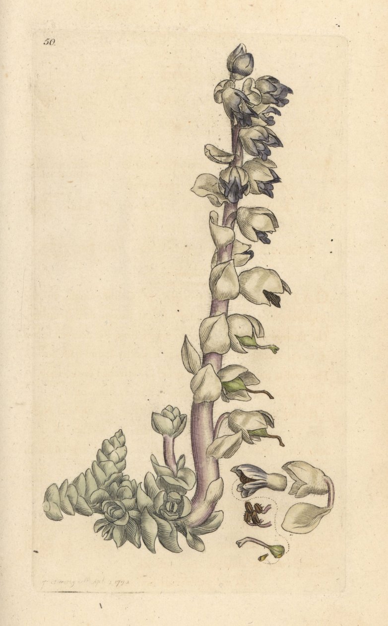 Hammasjuuri, Lathraea squamaria (Grande Cardamine) Käsinvärinen kuparikaiverrus James Sowerbyn kuvituksen mukaan James Smithin Englannin kasvitieteellisestä lehdestä Lontoossa tekijältä James Sowerby