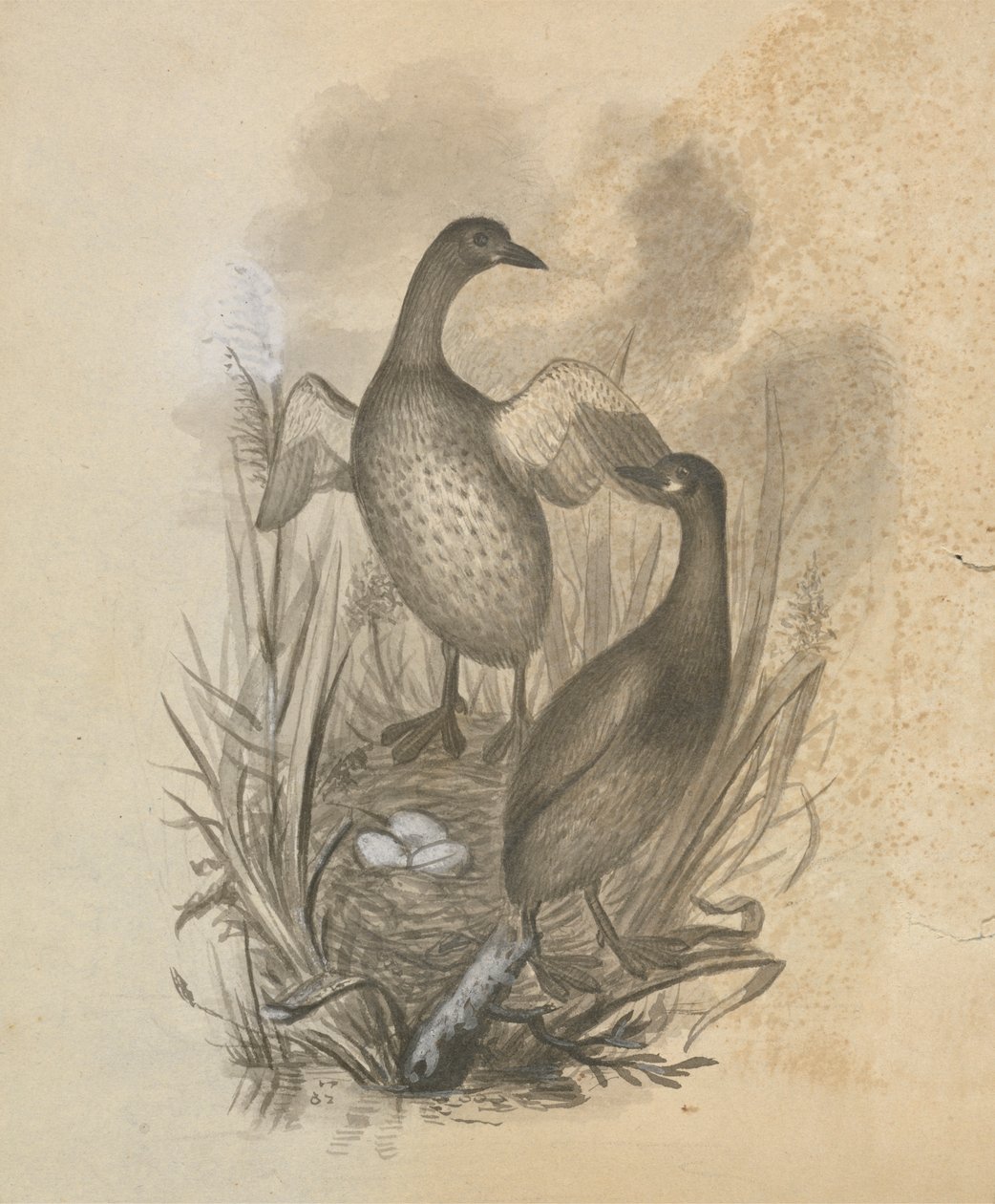 Grebes tekijältä James Sowerby