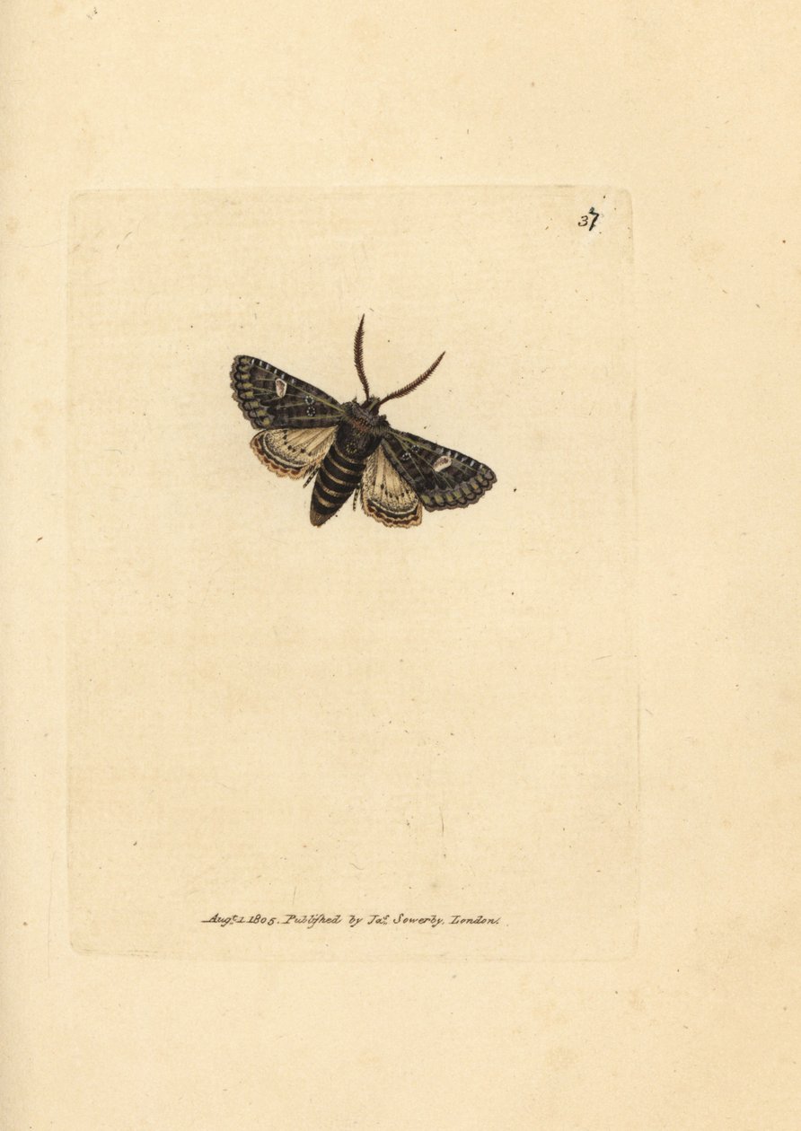 Vihreäsilmäinen pistekoi, Valeria oleagina (Phalaena Bombyx oleagina). James Sowerbyn käsinvärinen kuparikaiverrus The British Miscellanysta tai värillisiä hahmoja uusista, harvinaisista tai vähän tunnetuista eläimistä. tekijältä James Sowerby
