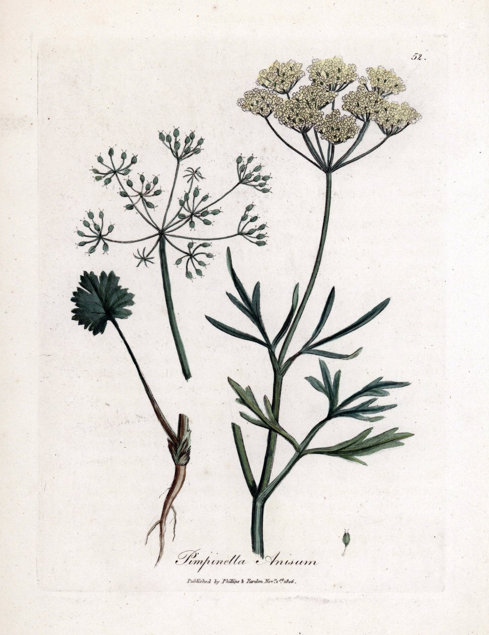 Vihreä anis (Pimpinella anisum). Käsinvärjätty kuparikaiverrus James Sowerbyn kuvituksesta. Ote William Woodvillen ja Sir William Jackson Hookerin kirjasta "" Botanique medicale"" 1832. Väsymätön Sowerby (1757-1822) veti enemmän kuin tekijältä James Sowerby