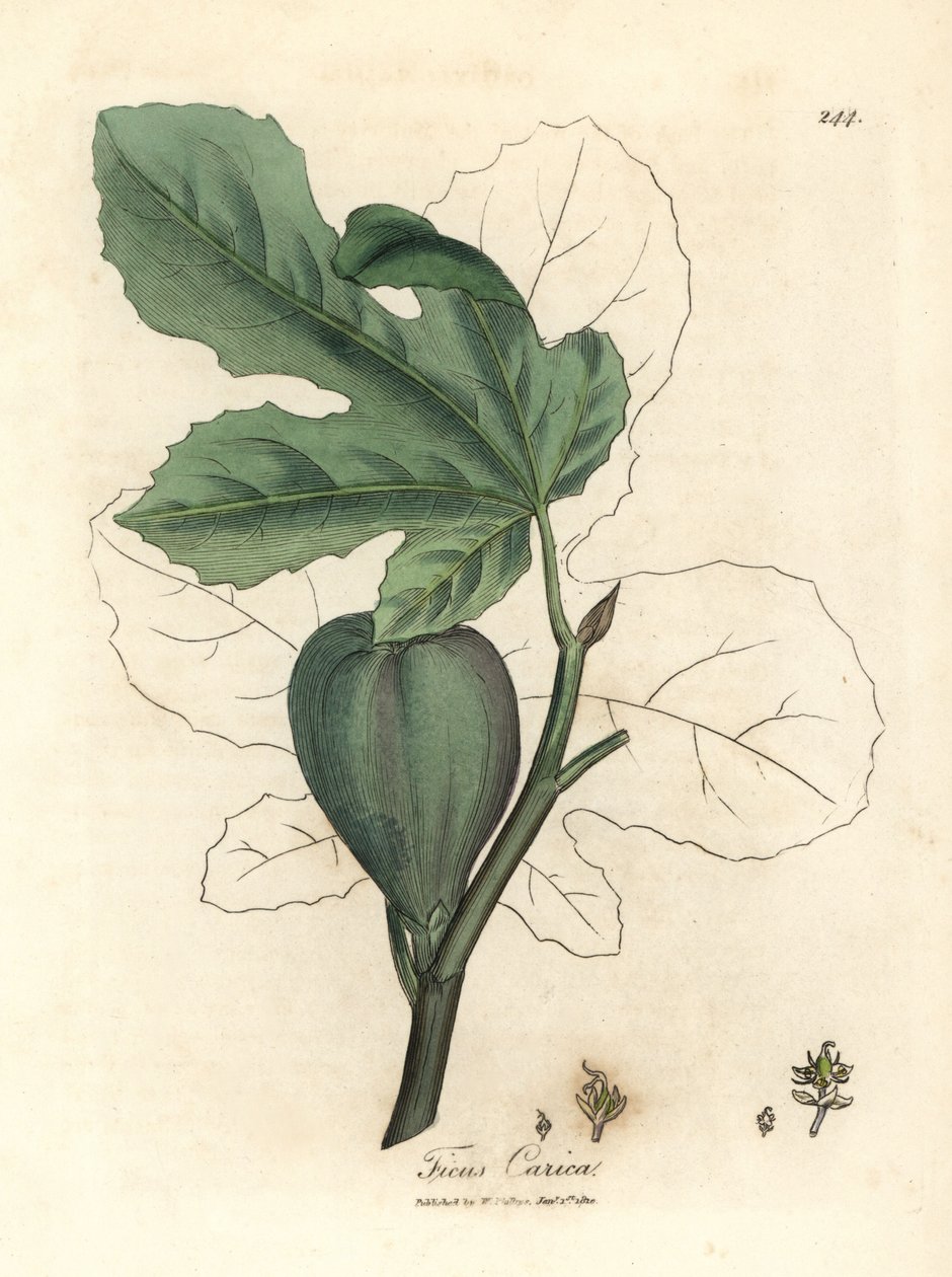 Vihreä viikuna, hedelmät, lehdet, lehtien ääriviivat, Ficus carica tekijältä James Sowerby