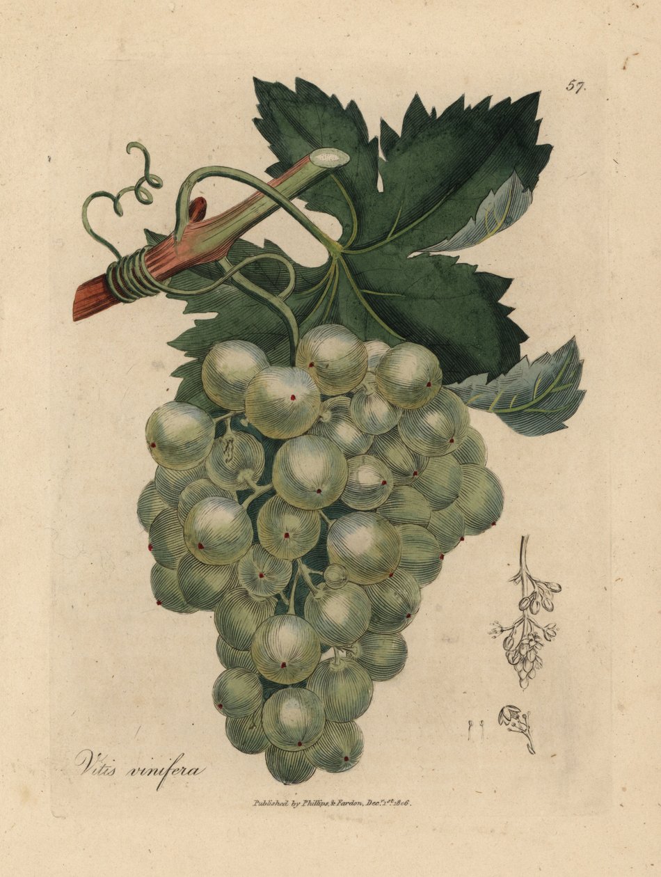 Vihreät viinirypäleet, viiniköynnös ja lehdet, Vitis vinifera tekijältä James Sowerby