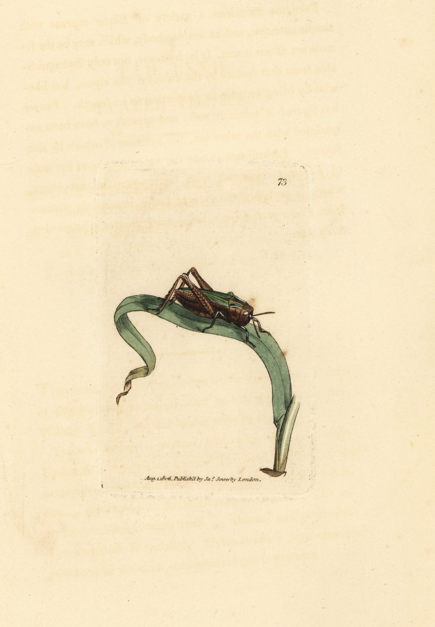 Vihreä heinäsirkka, Omocestus viridulus (Gryllus viridulus). James Sowerbyn käsinvärinen kuparikaiverrus The British Miscellanysta tai värillisiä hahmoja uusista, harvinaisista tai vähän tunnetuista eläimistä. tekijältä James Sowerby