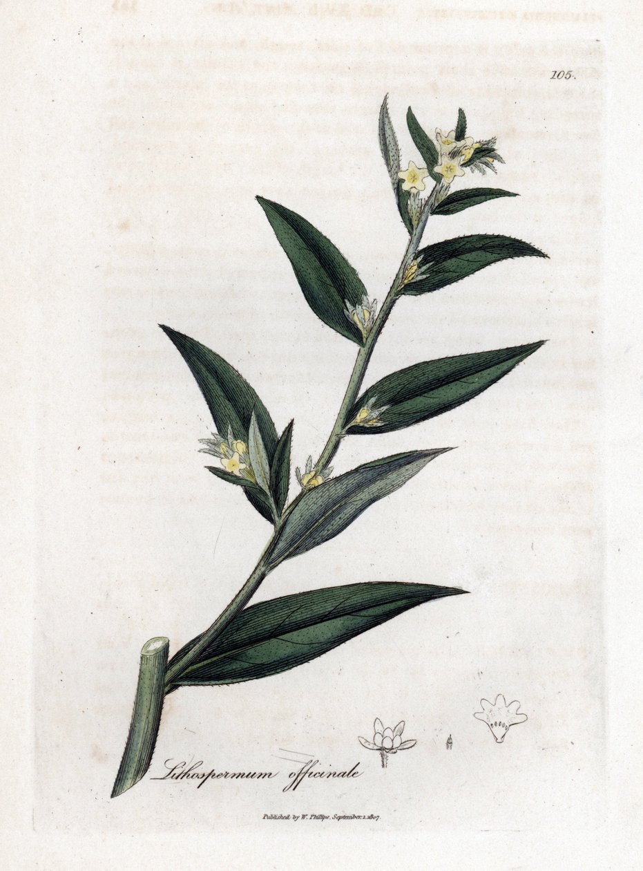 Gremil officinal tai helmiruoho - Gromwell, Lithospermum officinale. Käsinvärinen kuparilevykaiverrus James Sowerbyn kasvitieteellisestä kuvituksesta William Woodvillesta ja Sir William Jackson Hookerin "" Medical Botany" -teoksesta, John Bohn, Lontoo tekijältä James Sowerby