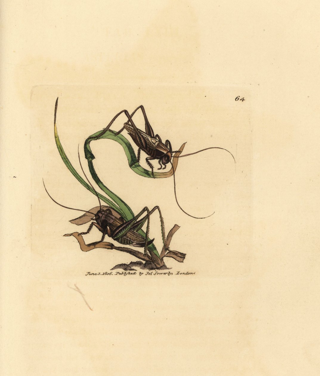 Harmaapensaskriketti, Platycleis grisea (Gray locust, Locust grisea). James Sowerbyn käsinvärinen kuparikaiverrus The British Miscellanysta tai värillisiä hahmoja uusista, harvinaisista tai vähän tunnetuista eläimistä. tekijältä James Sowerby