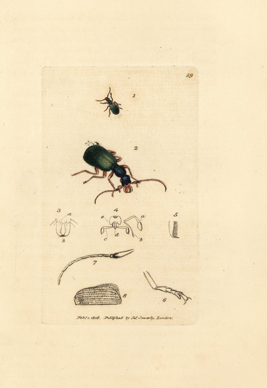 Maakuoriainen, Drypta dentata (kultasuinen carabus, Carabus chrysostomos). James Sowerbyn käsinvärinen kuparikaiverrus The British Miscellanysta tai värillisiä hahmoja uusista, harvinaisista tai vähän tunnetuista eläimistä. tekijältä James Sowerby
