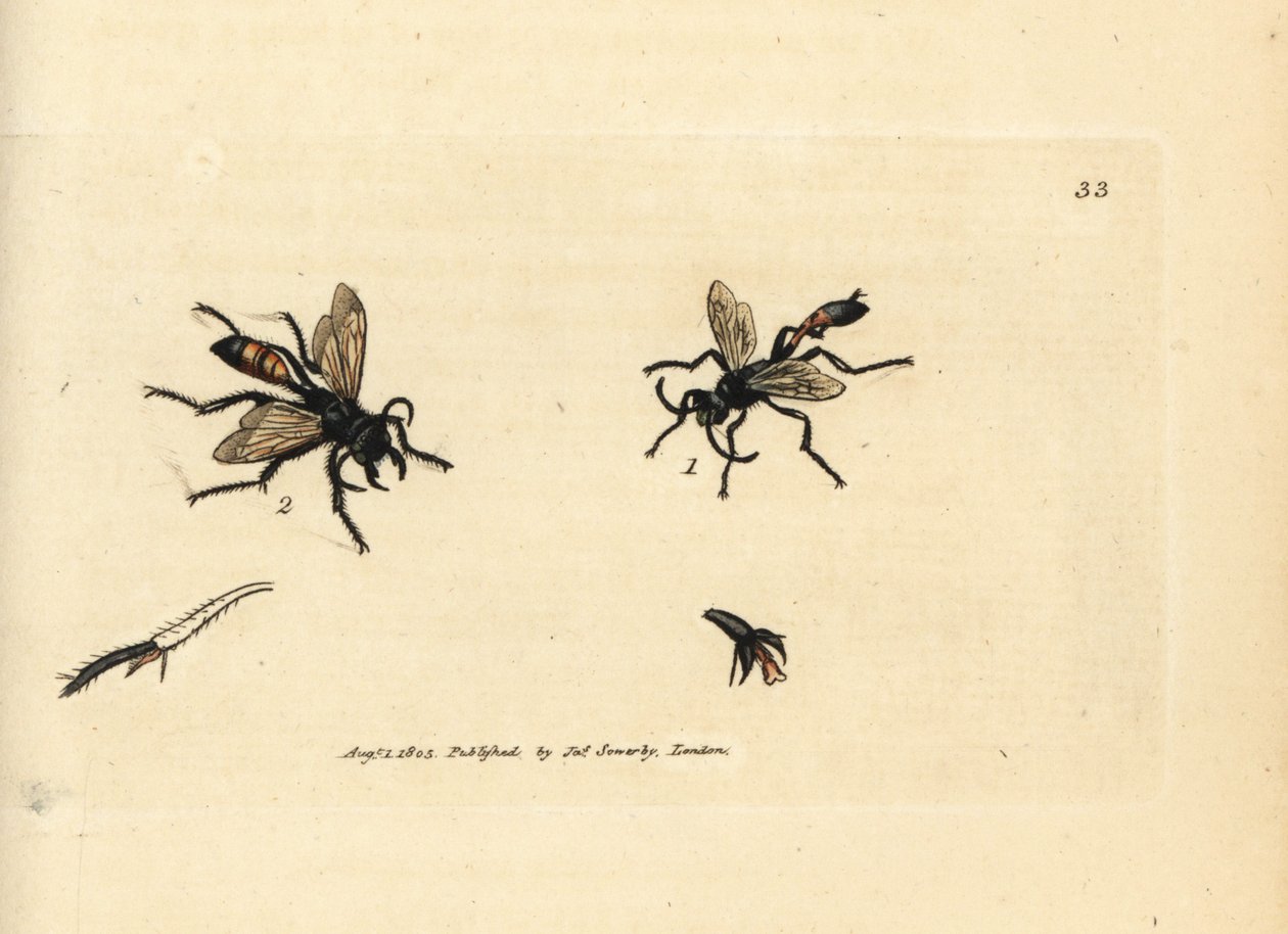 Karvainen hiekkaampiainen, Podalonia hirsuta (Ammophila hirsuta). James Sowerbyn käsinvärinen kuparikaiverrus The British Miscellanysta tai värilliset hahmot uusista, harvinaisista tai vähän tunnetuista eläimistä. tekijältä James Sowerby