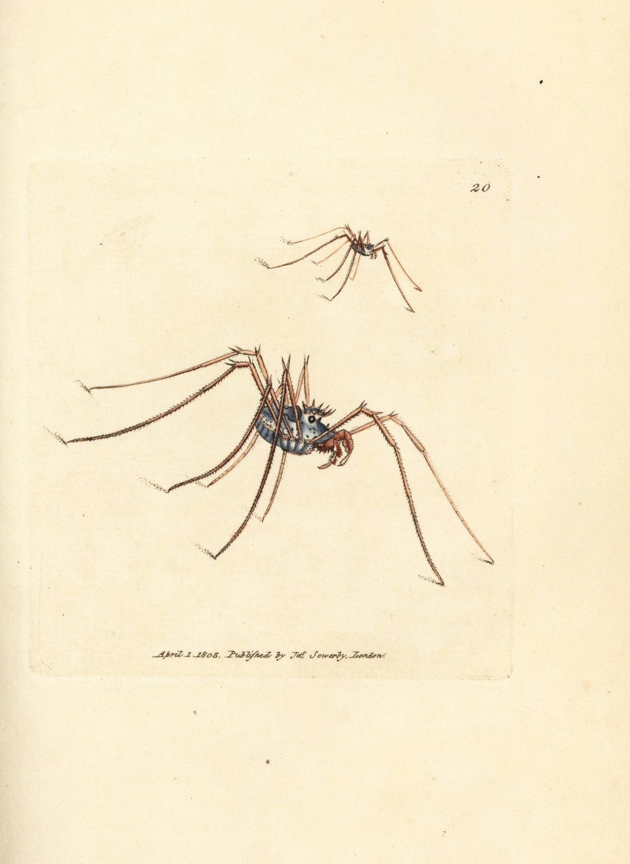 Harvestman hämähäkki, Megabunus diadema. James Sowerbyn käsinvärinen kuparikaiverrus The British Miscellanysta tai värillisiä hahmoja uusista, harvinaisista tai vähän tunnetuista eläimistä. tekijältä James Sowerby