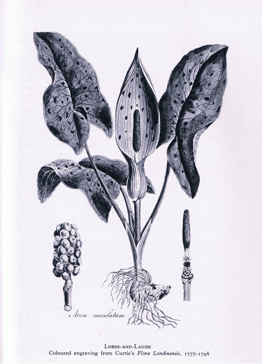 Herb Paris, Nature in Britain, julkaissut Collins, 1946. tekijältä James Sowerby