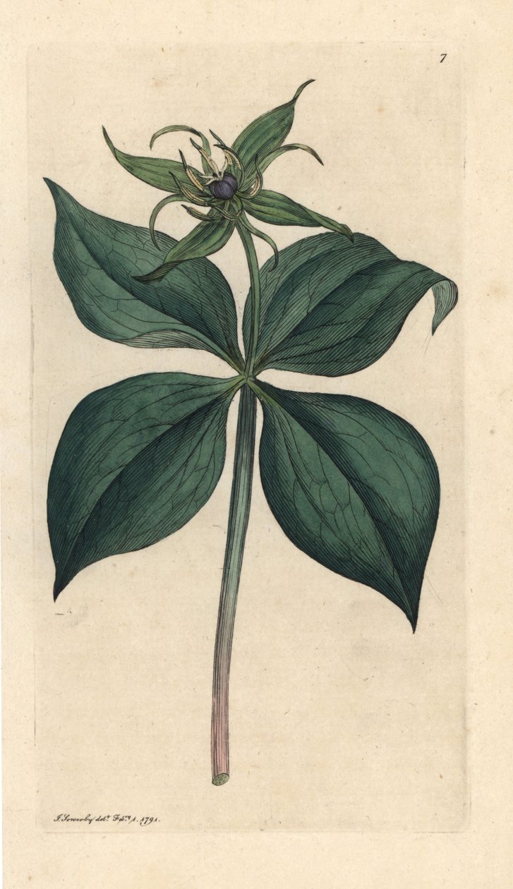 Herb Paris, Paris quadrifolia (Parisette à quatre feuilles) Käsinvärinen kuparikaiverrus James Sowerbyn piirustuksen jälkeen James Smithin Englannin kasvitieteestä Lontoossa tekijältä James Sowerby