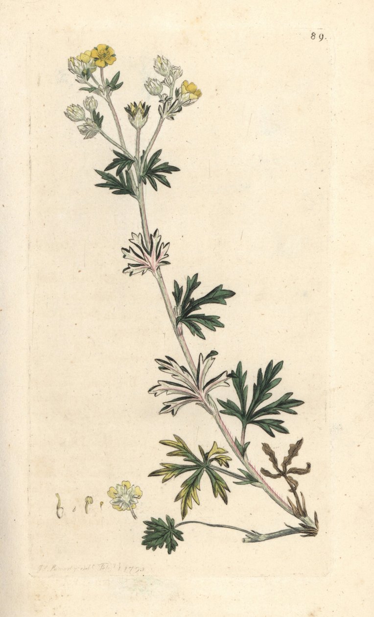 Hoary cinquefoil, Potentilla argentea (Cinquefoil) Käsinvärinen kuparilevykaiverrus James Sowerbyn kuvituksen mukaan James Smithin Englannin kasvitieteestä Lontoossa tekijältä James Sowerby