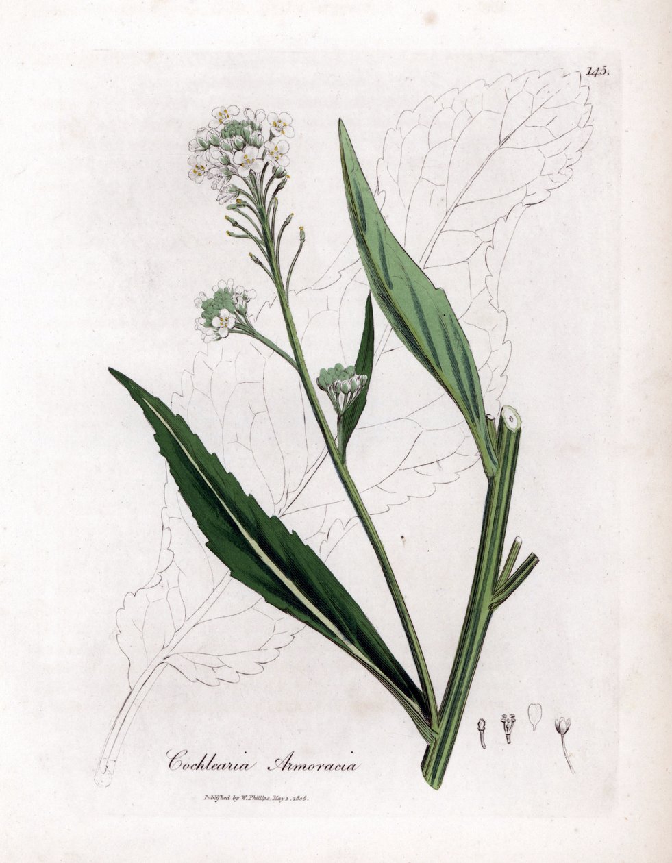 Piparjuuri tai cranson - piparjuuri, Armoracia rusticana. Käsinvärinen kuparilevykaiverrus James Sowerbyn kasvitieteellisestä kuvituksesta William Woodvillesta ja Sir William Jackson Hookerin "" Medical Botany" -teoksesta, John Bohn, Lontoo tekijältä James Sowerby