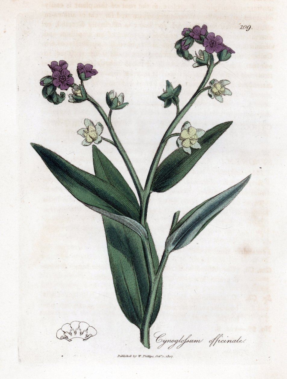Koiran kieli, Cynoglossum officinale. Käsinvärinen kuparilevykaiverrus James Sowerbyn kasvitieteellisestä kuvituksesta William Woodvillesta ja Sir William Jackson Hookerin "" Medical Botany" -teoksesta, John Bohn, Lontoo tekijältä James Sowerby