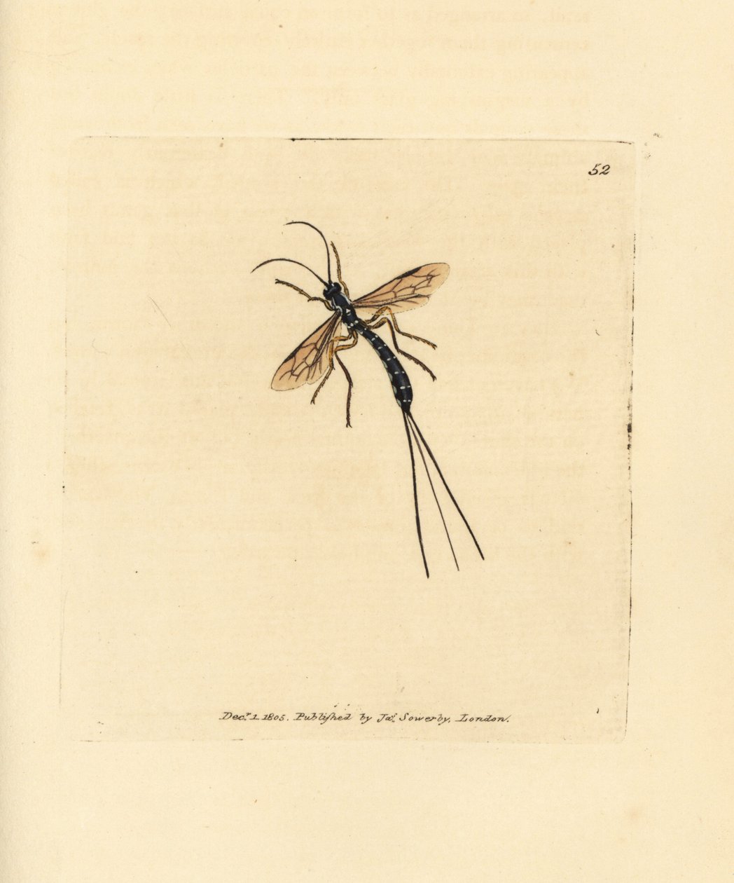 Ichneumon persu, Rhyssa persuasoria (Ichneumon persuasorius). James Sowerbyn käsinvärinen kuparikaiverrus The British Miscellanysta tai värillisiä hahmoja uusista, harvinaisista tai vähän tunnetuista eläimistä. tekijältä James Sowerby