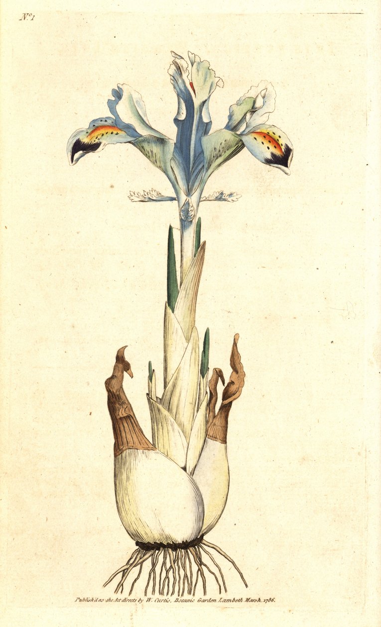 Iris (Persian rose) - Persialainen iiris, Iris persica. Käsinvärinen kuparikaiverrus James Sowerbyn kasvitieteellisen kuvituksen mukaan William Curtisin The Botanical Magazinesta, Lambeth Marsh, Lontoo tekijältä James Sowerby