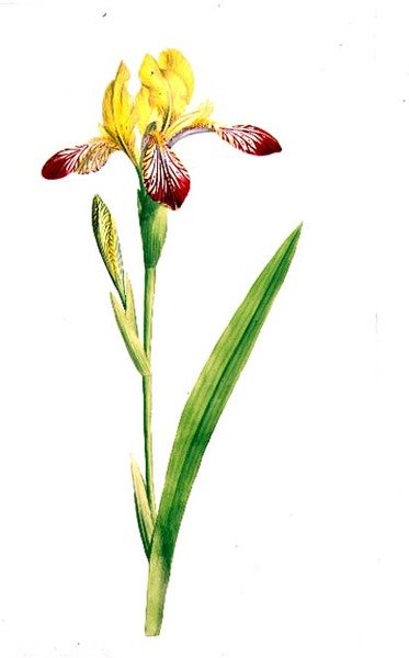 Iris Variegata, n. 1800 (akvarelli kynällä paperille) tekijältä James Sowerby