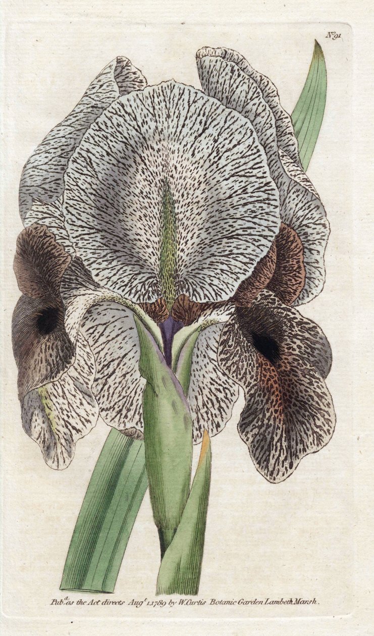 Iris de Charlcedoine tai Susa - James Sowerbyn (1757-1822) litografia, William Curtisin (1746-1799) kasvitieteellinen aikakauslehti tekijältä James Sowerby