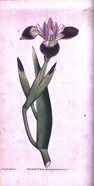 Iris vericolour, levy 21 William Curtisin "The Botanical Magazinesta" (tai "Flower Garden Displayed"), taiteilijan kaivertama, pub. 1787 (kaiverrus) tekijältä James Sowerby