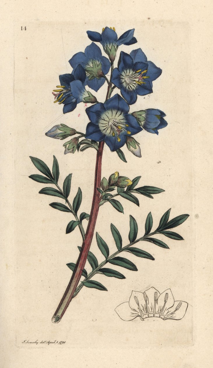 Jaakobin tikkaat tai kreikkalainen valeriaani, Polemonium caeruleum Käsinvärinen kuparikaiverrus James Sowerbyn kuvituksen mukaan James Smithin Englannin kasvitieteestä Lontoossa tekijältä James Sowerby