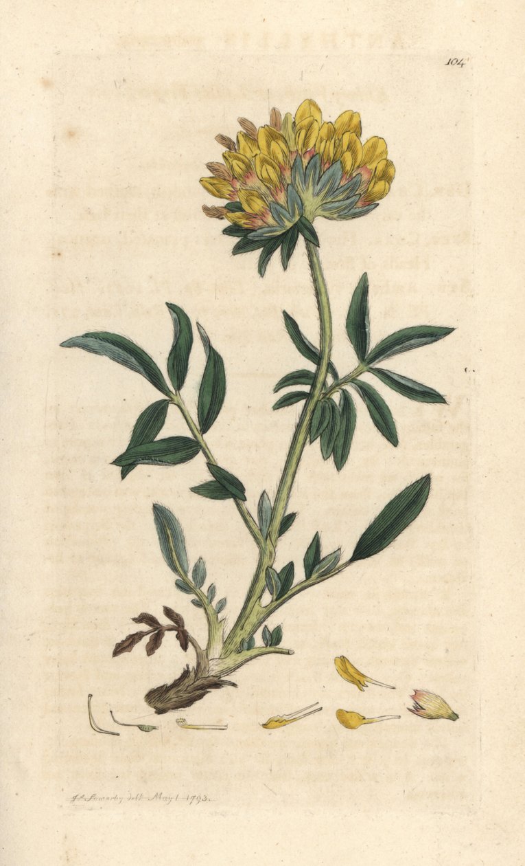 Munuaisvirna tai naisten sormi, Anthyllis vulneraria (Anthyllide vulneraire) Käsinvärinen kuparikaiverrus James Sowerbyn kuvituksen mukaan James Smithin Englannin kasvitieteellisestä lehdestä Lontoossa tekijältä James Sowerby