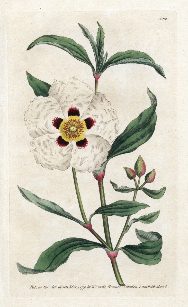 Ladanifere tai Ledon Cistus - James Sowerbyn (1757-1822) litografia, William Curtisin (1746-1799) kasvitieteellinen aikakauslehti tekijältä James Sowerby