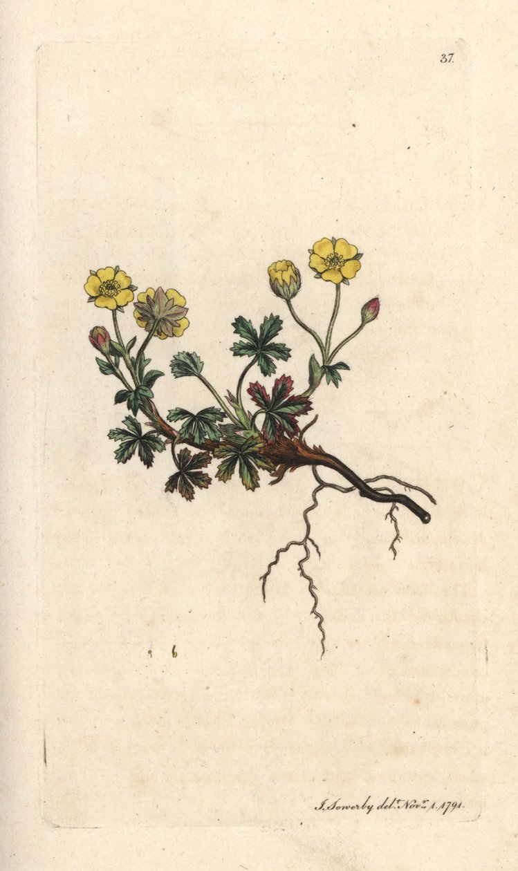Isokukkainen potentilla, Potentilla grandiflora (Spring cinquefoil, Potentilla verna) (cinquefoil) Käsinvärinen kuparilevykaiverrus James Sowerbyn kuvituksen mukaan James Smithin Englannin kasvitieteellisestä lehdestä Lontoossa tekijältä James Sowerby