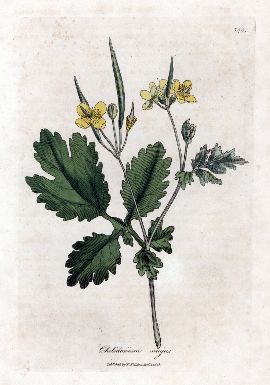 Suuri chelidoine tai suuri kevyt - iso celandine, Chelidonium majus. Käsinvärinen kuparilevykaiverrus James Sowerbyn kasvitieteellisestä kuvituksesta William Woodvillesta ja Sir William Jackson Hookerin "" Medical Botany" -teoksesta, John Bohn, Lontoo tekijältä James Sowerby