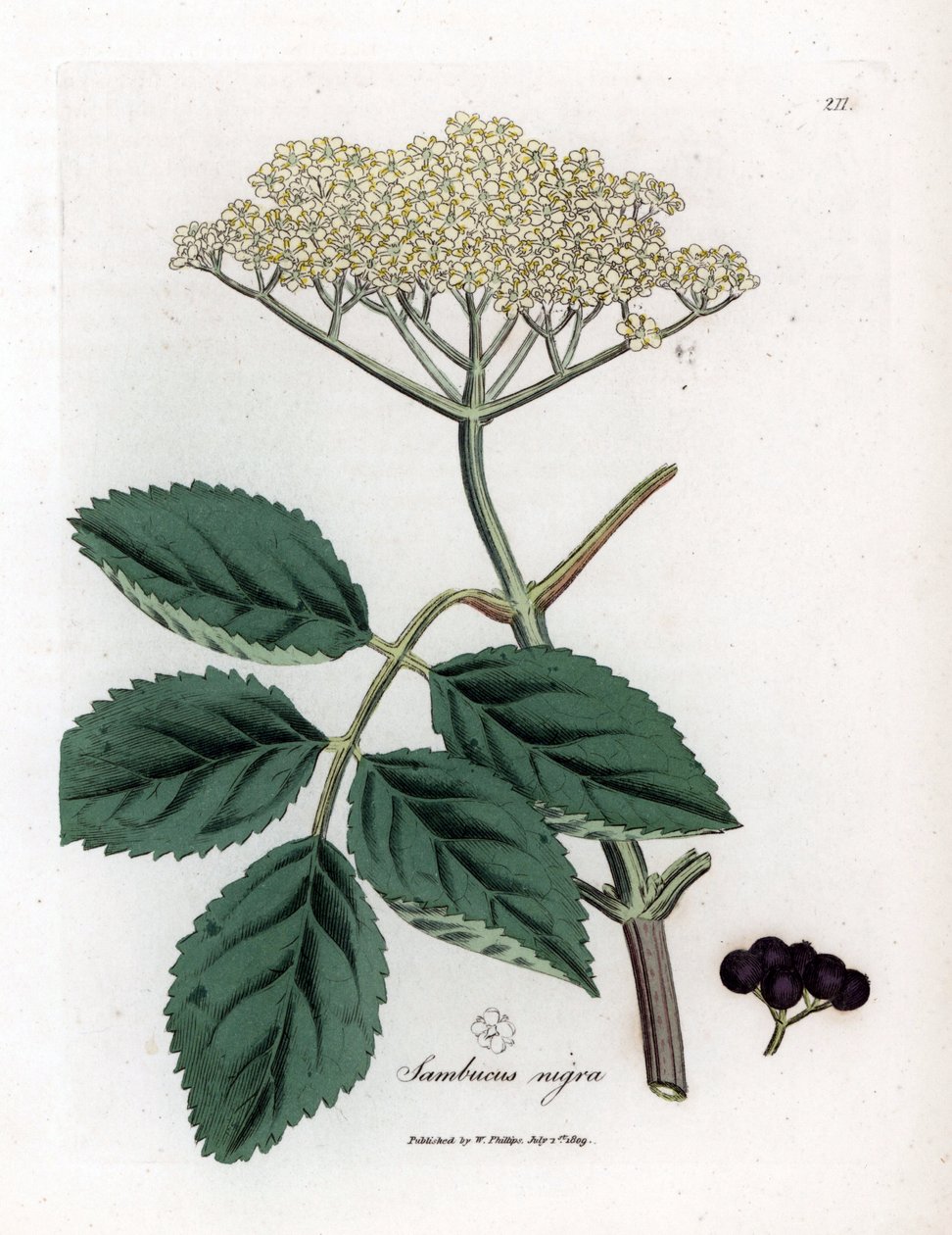 Iso seljanmarja tai mustaselja - Tavallinen mustaselja, Sambucus nigra. Käsinvärinen kuparilevykaiverrus James Sowerbyn kasvitieteellisestä kuvituksesta William Woodvillesta ja Sir William Jackson Hookerin "" Medical Botany" -teoksesta, John Bohn, Lontoo tekijältä James Sowerby