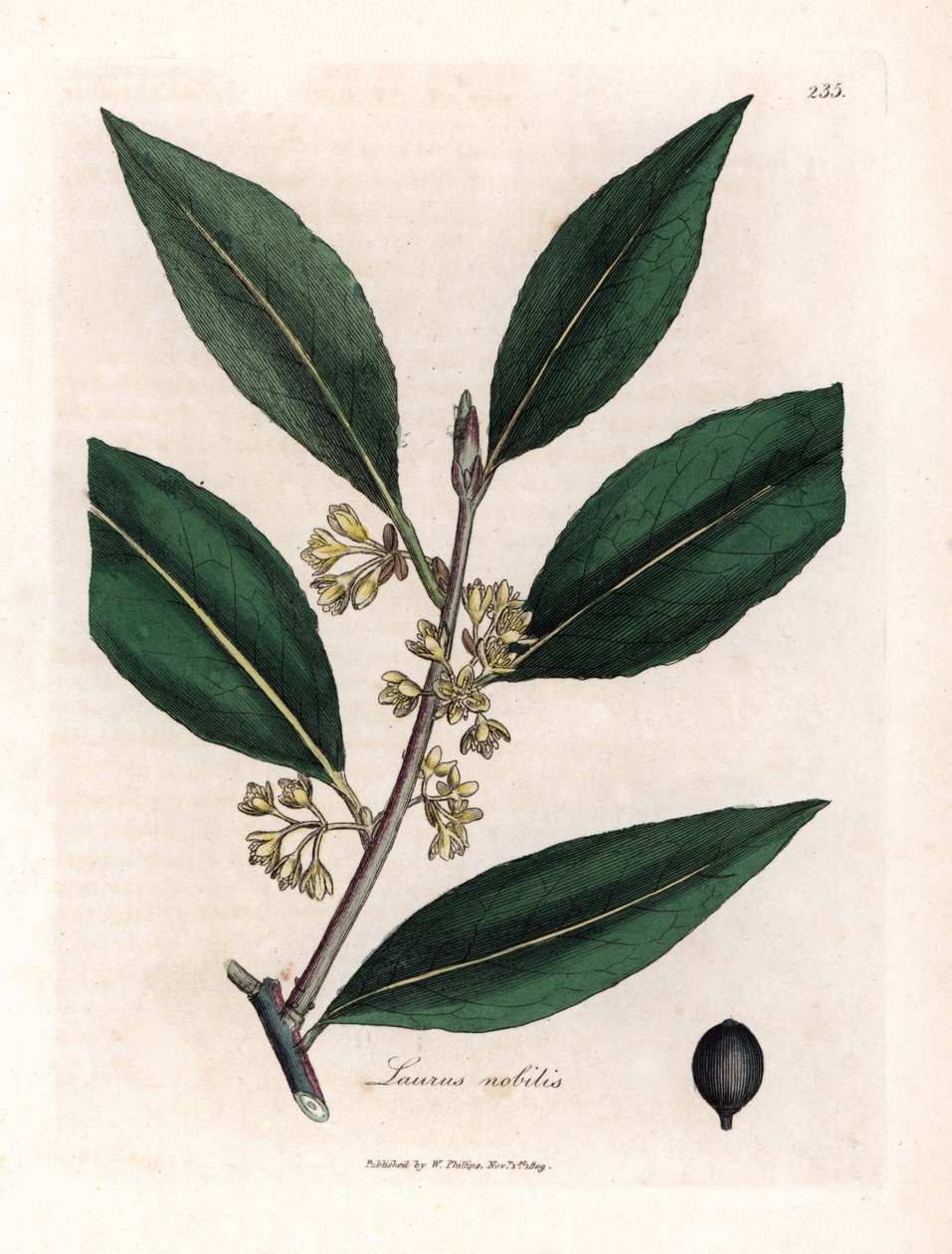 Laurier-kastike. Käsinvärjätty kuparikaiverrus James Sowerbyn (1757-1822) piirroksesta Botanique Medicinalessa tekijältä James Sowerby