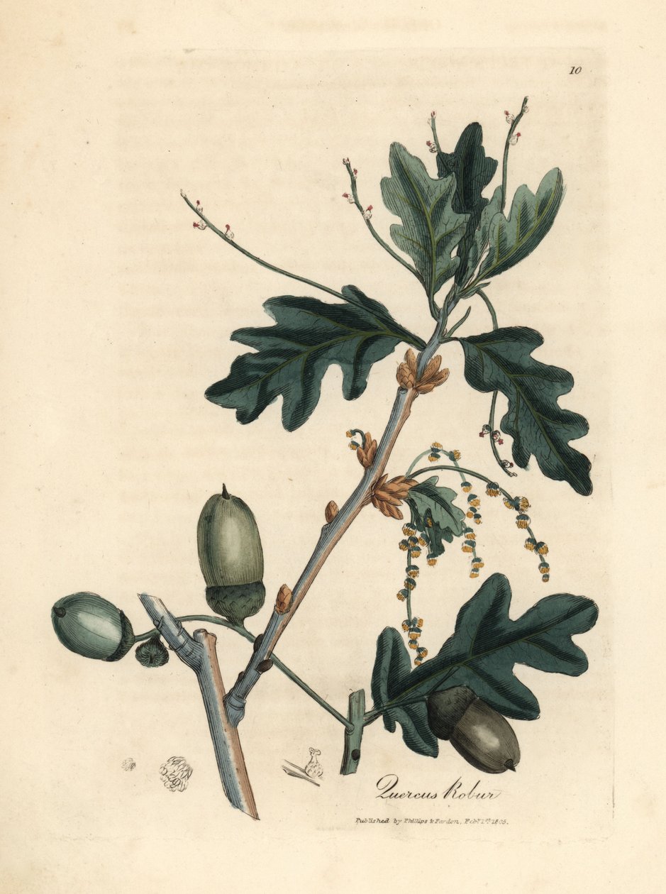 Tammen, Quercus robur, lehdet ja tammenterhot tekijältä James Sowerby