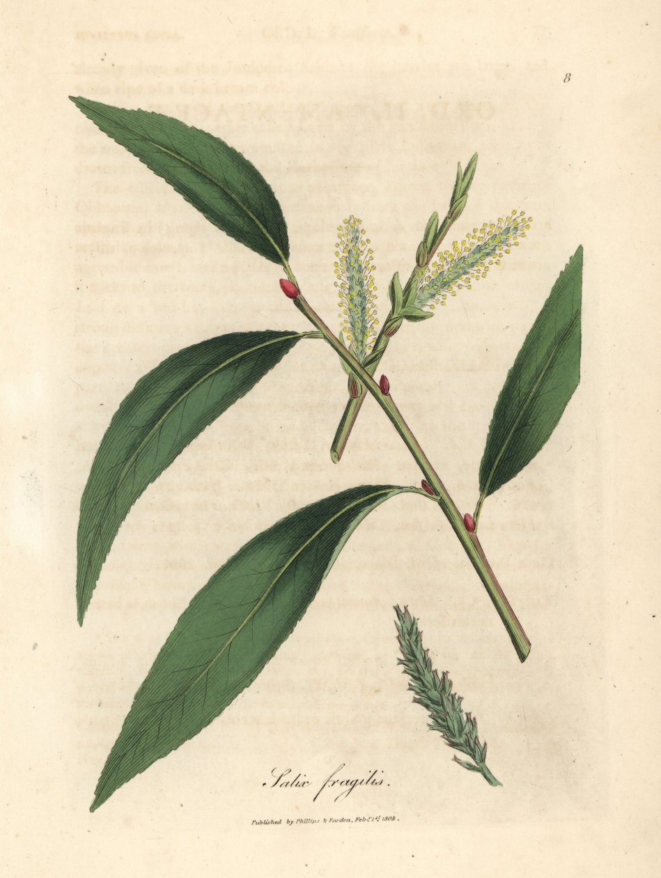 Halkeamapajun, Salix fragilis, lehdet ja karhunpennut tekijältä James Sowerby