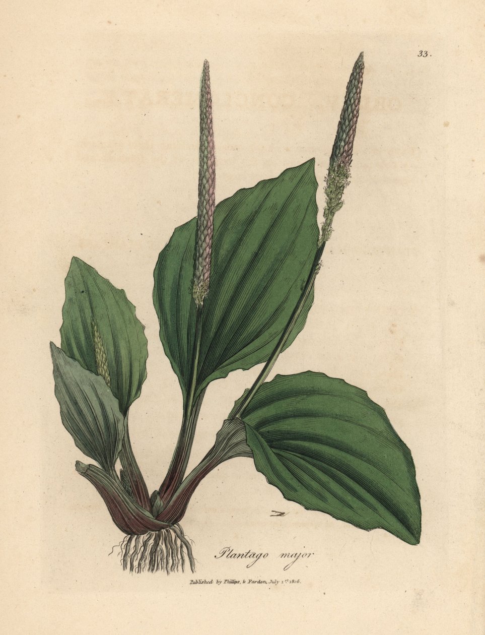 Plantaanin, Plantago majorin, lehdet ja kukat tekijältä James Sowerby