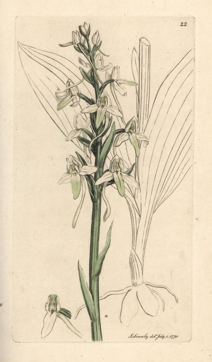 Pieni perhonen orchis, Platanthera bifolia (Orchis bifolia). Käsinvärinen kuparikaiverrus James Sowerbyn kuvituksen jälkeen James Smithin Englannin kasvitieteellisestä lehdestä Lontoossa tekijältä James Sowerby