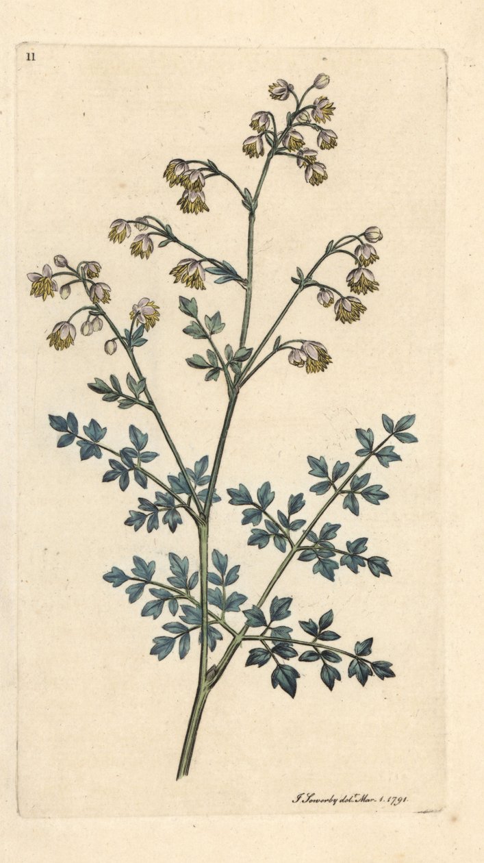 Pieni niittykatu, Thalictrum miinus. Käsinvärinen kuparikaiverrus James Sowerbyn kuvituksen jälkeen James Smithin Englannin kasvitieteellisestä lehdestä Lontoossa tekijältä James Sowerby