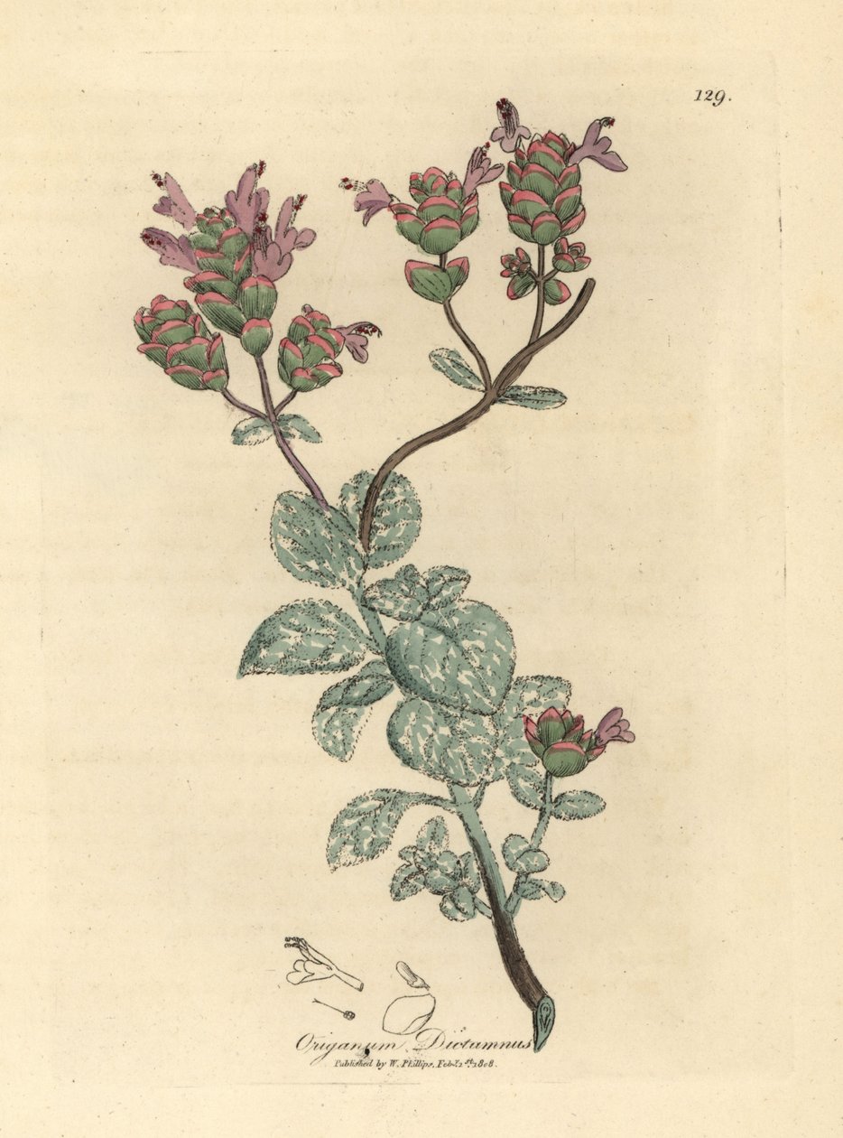 Lila kukkainen dittany Kreetalta, Origanum dictamnus tekijältä James Sowerby