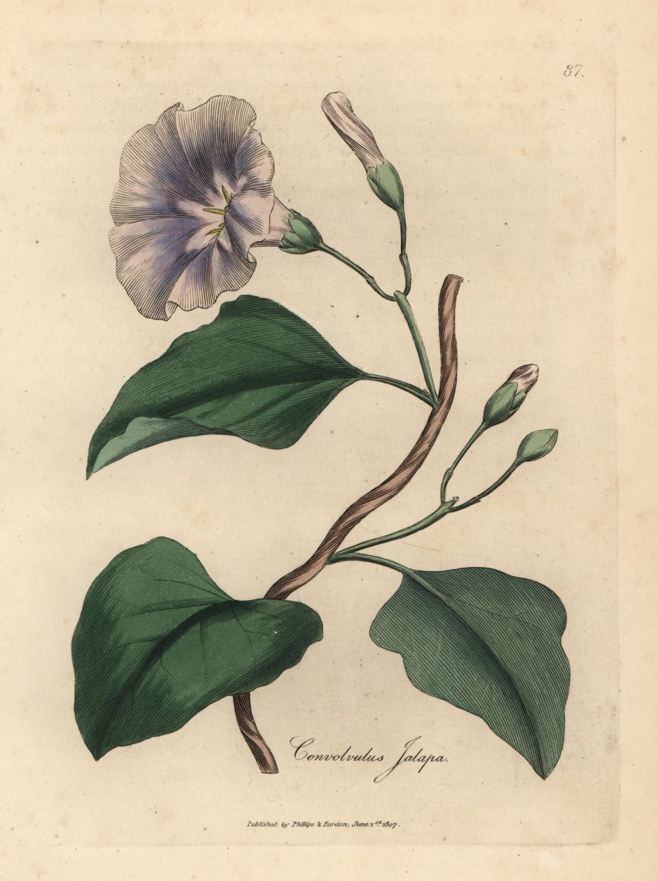 Lila kukkainen jalapbindweed, Convolvulus jalapa tekijältä James Sowerby