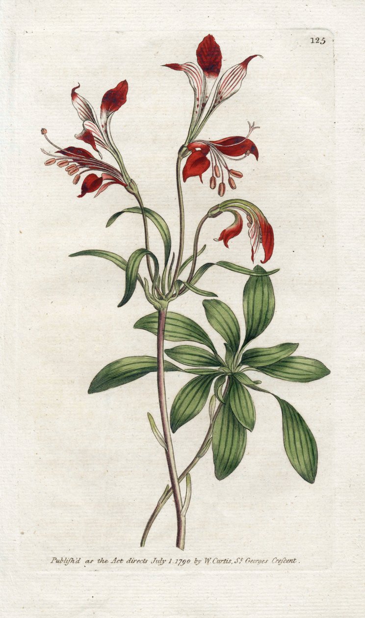 Lily of the Incas tai Perou Lys - James Sowerbyn (1757-1822) litografia, William Curtisin (1746-1799) kasvitieteellinen aikakauslehti tekijältä James Sowerby