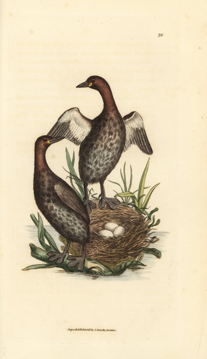 Pikkuviiri, Tachybaptus ruficollis (Pieni mustaleukainen grebe, Colymbus hebridicus?). Yhdistä pesään kolmen munan kanssa. James Sowerbyn käsinvärinen kuparikaiverrus The British Miscellanysta tai värilliset hahmot uudesta, harvinaisesta tai vähän tunnetus tekijältä James Sowerby
