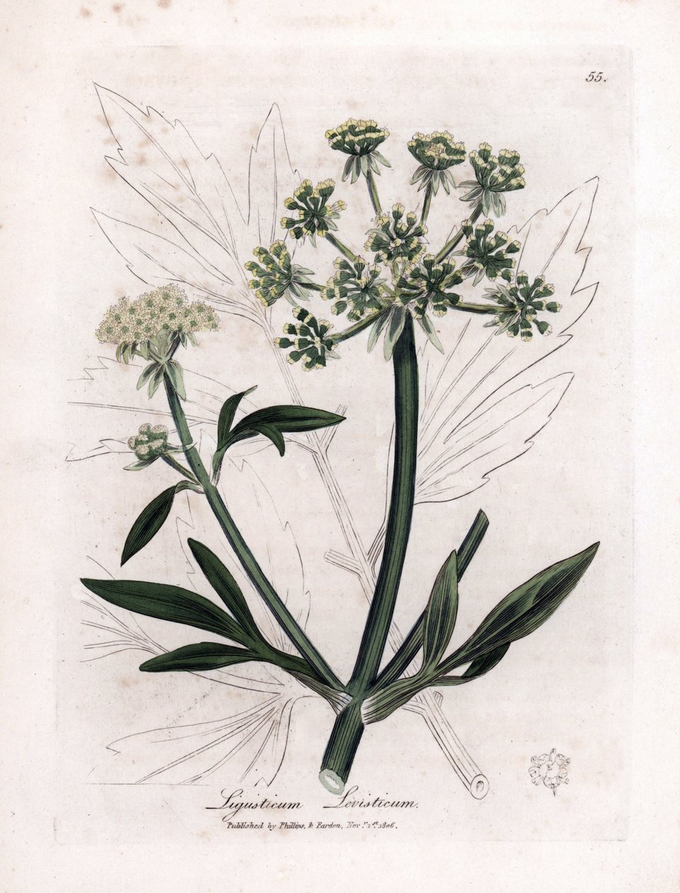 Liveche (Ligustium levistium) tai vuoristosärky. Käsinvärjätty kuparikaiverrus James Sowerbyn kuvituksesta. Ote William Woodvillen ja Sir William Jackson Hookerin kirjasta "" Botanique medicale"" 1832. Väsymätön Sowerby (1757-1822) tekijältä James Sowerby