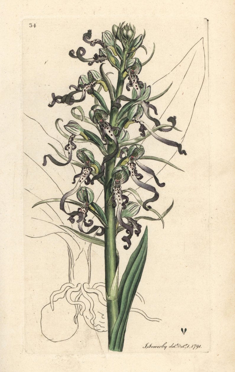 Liskoorkidea, Himantoglossum hircinum (Lizard satyrion tai ochis, Satyrium hircinum). Käsinvärinen kuparikaiverrus James Sowerbyn kuvituksen jälkeen James Smithin Englannin kasvitieteellisestä lehdestä Lontoossa tekijältä James Sowerby
