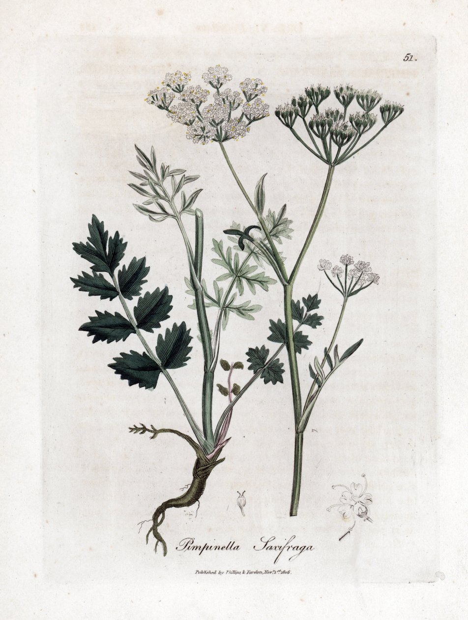 Locage saxifrage - Burnet saxifrage, Pimpinella saxifraga. Käsinvärinen kuparilevykaiverrus James Sowerbyn kasvitieteellisestä kuvituksesta William Woodvillesta ja Sir William Jackson Hookerin "" Medical Botany" -teoksesta, John Bohn, Lontoo tekijältä James Sowerby