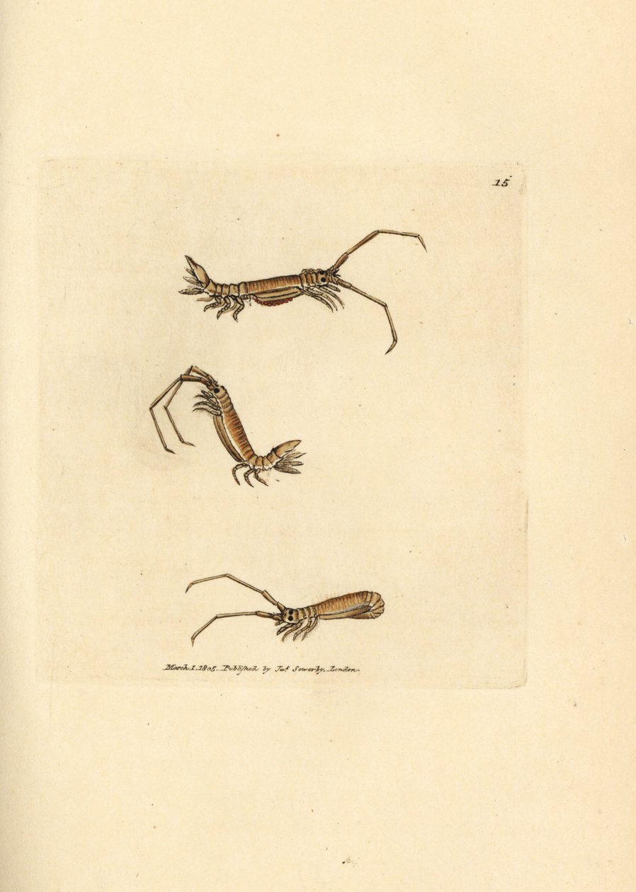 Pitkäsarvijalkainen, Astacilla longicornis (Oniscus longicornis). James Sowerbyn käsinvärinen kuparikaiverrus The British Miscellanysta tai värillisiä hahmoja uusista, harvinaisista tai vähän tunnetuista eläimistä. tekijältä James Sowerby