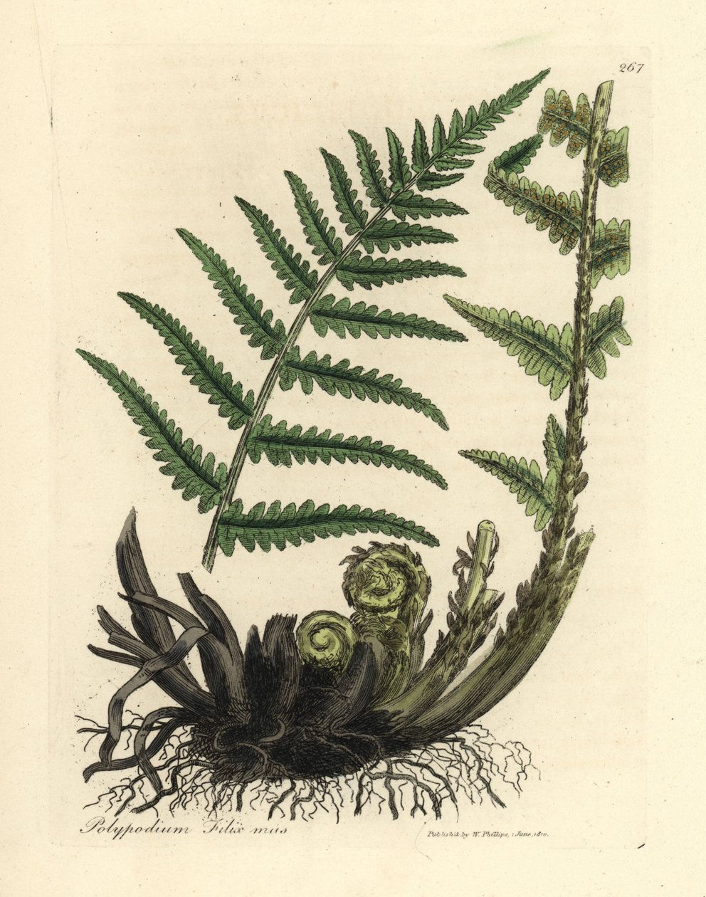 Uros polypody saniainen, Polypodium filix uros tekijältä James Sowerby
