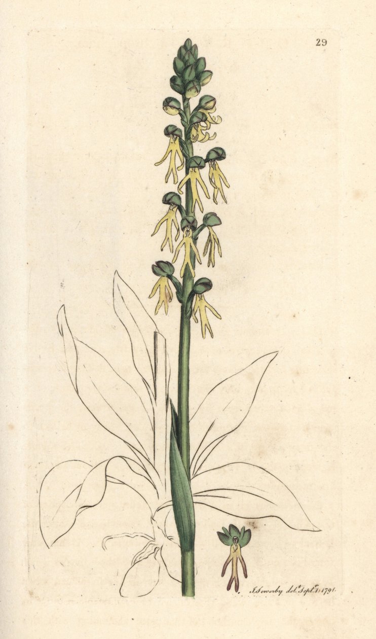 Miesorkidea, Orchis anthropophora (Green man orchis, Ophrys anthropophora). Käsinvärinen kuparikaiverrus James Sowerbyn kuvituksen jälkeen James Smithin Englannin kasvitieteellisestä lehdestä Lontoossa tekijältä James Sowerby