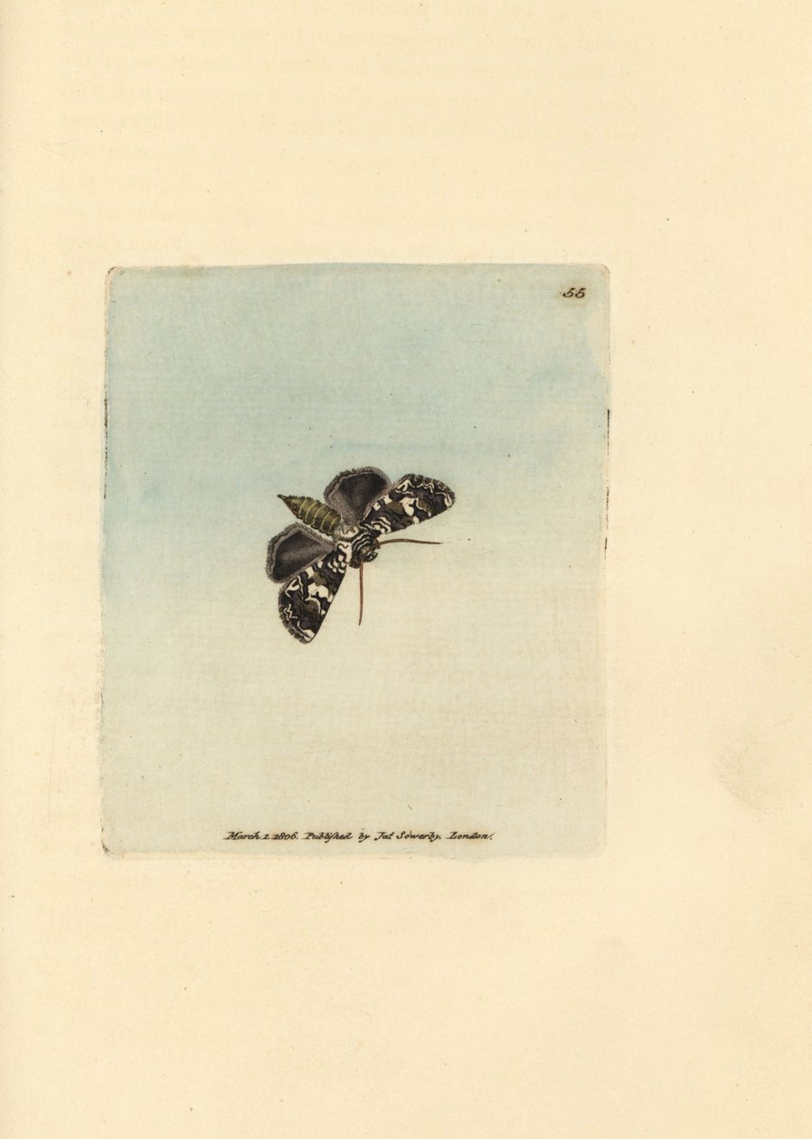 Marmoroitu koi, Hadena confusa (Phalaena x-scriptum). James Sowerbyn käsinvärinen kuparikaiverrus The British Miscellanysta tai värillisiä hahmoja uusista, harvinaisista tai vähän tunnetuista eläimistä. tekijältä James Sowerby