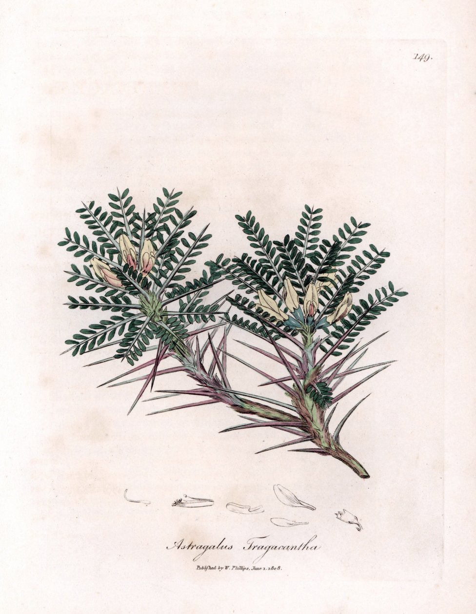 Marseille Astragalus tai äidin tyyny - Vuohenpiippuvirna, Astragalus tragacantha. Käsinvärinen kuparikaiverrus James Sowerbyn kasvitieteellisestä kuvituksesta William Woodvillesta ja Sir William Jackson Hookerin "" Medical Botany" -kirjasta, John tekijältä James Sowerby
